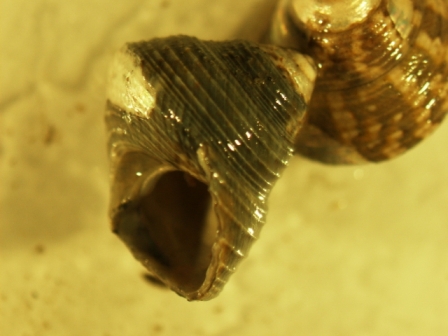 Identificazione gibbula